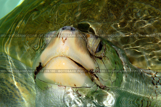 Olive ridley sea turtle, Brazil. VW Pics/Stocktrek Images/TASS. Стоковое фото, агентство ТАСС / Фотобанк Лори