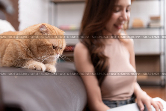 On the sofa is an intelligent Persian cat. Staring at show on the computer screen opened by the owner while working in the living room at home. Стоковое фото, агентство Ingram Publishing / Фотобанк Лори