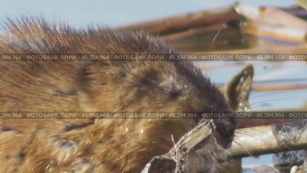 Ондатра, или мускусная крыса Ondatra zibethicus. Стоковое видео, видеограф Александр Мамонтов / Фотобанк Лори