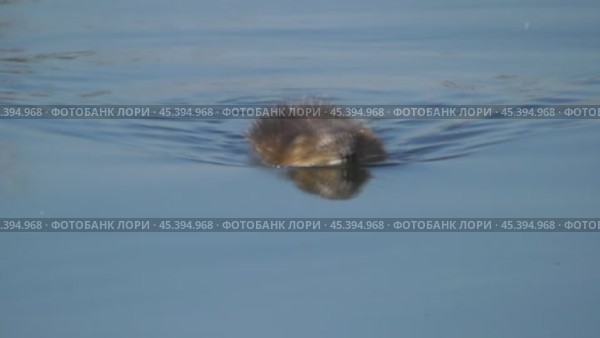 Ондатра, или мускусная крыса Ondatra zibethicus. Стоковое видео, видеограф Александр Мамонтов / Фотобанк Лори