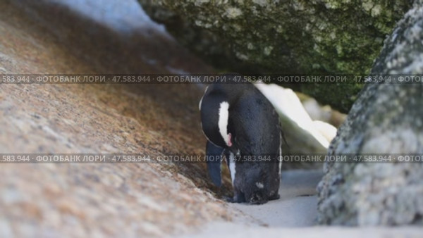 One little African penguin on sandy beach hiding between rocks. Spheniscus demersus or jackass penguin. Colony on Boulders Beach Nature Reserve in Simon's Town in South Africa. Wildlife nature birds. Стоковое видео, видеограф Vladimir / Фотобанк Лори