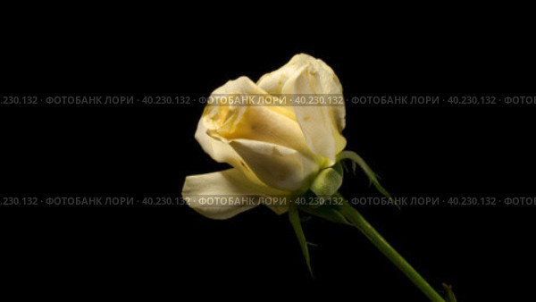 One withering rose on black background  time lapse. Стоковое видео, видеограф Кирилл Трифонов / Фотобанк Лори