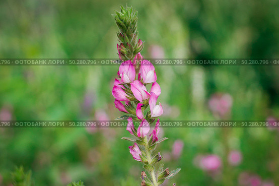 Ononis arvensis Flower on a green Background . Beautiful meadow Flowers in a Field. Стоковое фото, фотограф Марина Демидюк / Фотобанк Лори