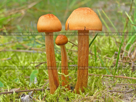 Опенок луговой (Marasmius oreades) Стоковое фото, фотограф Андрей Давиденко / Фотобанк Лори