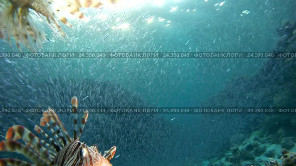 Оператор плавает над группой крылаток (Pterois volitans) и рыбы Hardyhead Silverside (Atherinomorus lacunosus), Красное море, Дахаб, Синайский полуостров, Египет. Стоковое видео, видеограф Некрасов Андрей / Фотобанк Лори