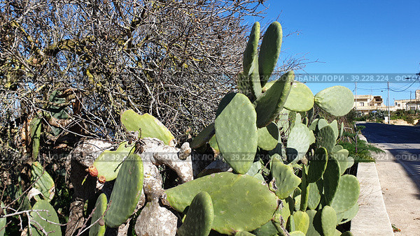 Опунция мелковолосистая (Opuntia microdasys). Надур (In-Nadur). Остров Гоцо (Gozo). Мальта (2023 год). Стоковое фото, фотограф lana1501 / Фотобанк Лори