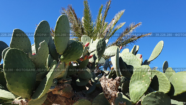 Опунция мелковолосистая (Opuntia microdasys). Надур (In-Nadur). Остров Гоцо (Gozo). Мальта (2023 год). Стоковое фото, фотограф lana1501 / Фотобанк Лори