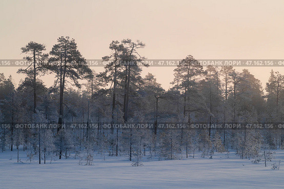 Опушка зимнего леса морозным мартовским утром. Северная Карелия. Стоковое фото, фотограф Виктор Карасев / Фотобанк Лори
