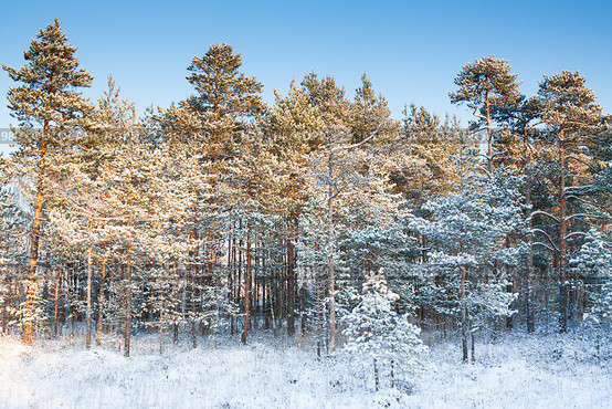 Опушка зимнего соснового леса. Стоковое фото, фотограф Сергей Дубров / Фотобанк Лори