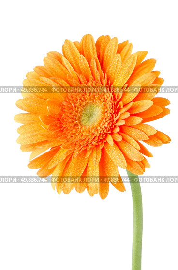 Orange gerbera daisy flower isolated on white background. Стоковое фото, агентство Ingram Publishing / Фотобанк Лори