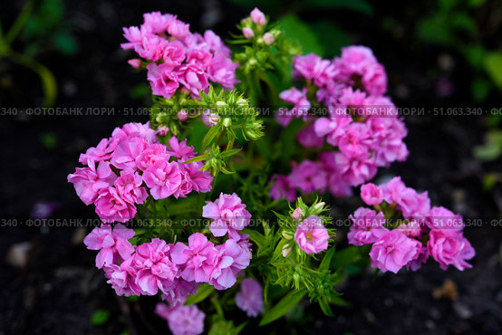Orange phlox flowers in the garden. Pink bouquet of small flowers. Стоковое фото, фотограф Valeriy Lushchikov / Фотобанк Лори