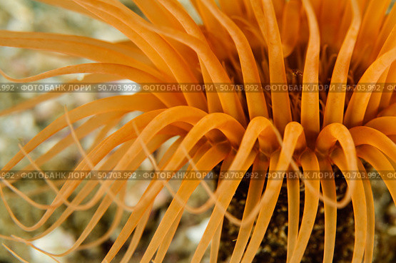 Orange tube anemone, Todos Santos Island, Mexico. Стоковое фото, фотограф Morten Beier/Stocktrek Images / ТАСС / Фотобанк Лори