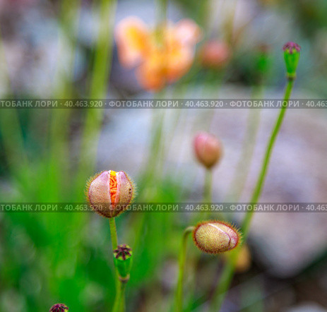 Orange wild poppy flowers grow in the mountains. Fog. Стоковое фото, фотограф Юрий Поздников / Фотобанк Лори