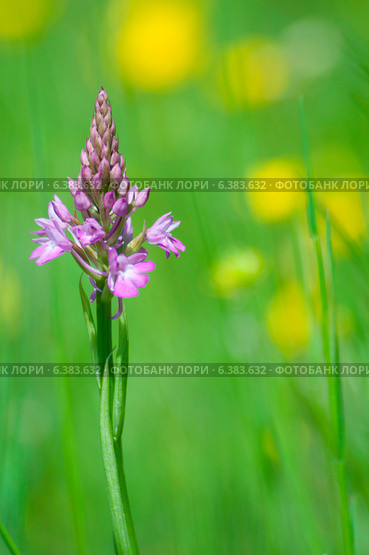 Orchid. Стоковое фото, агентство Ingram Publishing / Фотобанк Лори