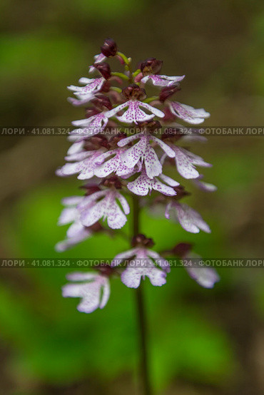 Orchis purpurea. Стоковое фото, фотограф Анна Кривицкая / Фотобанк Лори