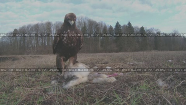 Орёл беркут дикая хищная птица Aquila chrysaetos. Стоковое видео, видеограф Дмитрий Якубович / Фотобанк Лори