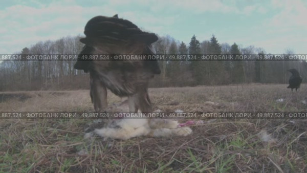 Орёл беркут дикая хищная птица Aquila chrysaetos. Стоковое видео, видеограф Дмитрий Якубович / Фотобанк Лори