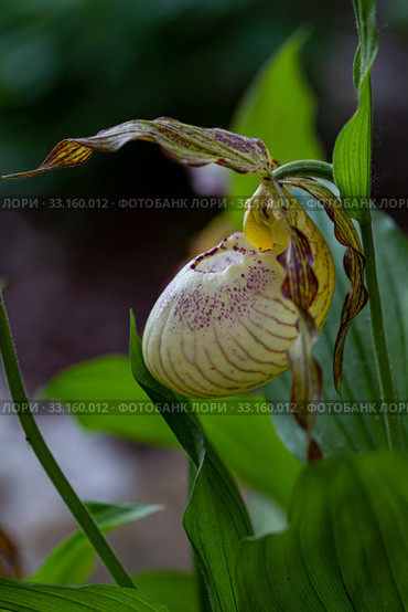 Орхидея Венерин башмачок (Cypripedium macranthon) Стоковое фото, фотограф Ольга Сейфутдинова / Фотобанк Лори