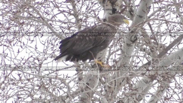 Орлан-белохвост Haliaeetus albicilla. Стоковое видео, видеограф Александр Мамонтов / Фотобанк Лори
