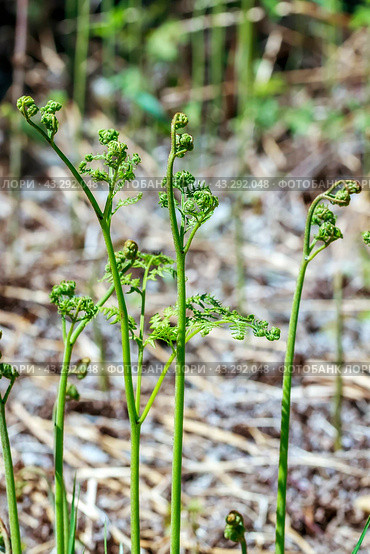 Орляк обыкновенный (лат. Pteridium aquilinum) крупным планом. Дикорастущая флора Западной Сибири. Стоковое фото, фотограф Евгений Мухортов / Фотобанк Лори
