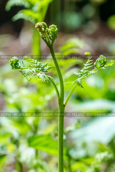 Орляк обыкновенный (лат. Pteridium aquilinum) крупным планом. Дикорастущая флора Западной Сибири. Стоковое фото, фотограф Евгений Мухортов / Фотобанк Лори