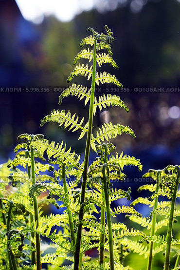 Орляк обыкновенный (Pteridium aquilinum) — вид многолетних травянистых папоротниковидных растений рода Орляк из семейства Деннштедтиевые (Dennstaedtiaceae) Стоковое фото, фотограф Евгений Мухортов / Фотобанк Лори
