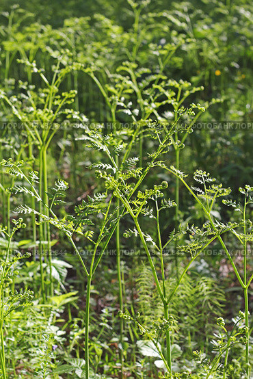 Орляк обыкновенный (Pteridium aquilinum) — вид многолетних травянистых папоротниковидных растений рода Орляк из семейства Деннштедтиевые (Dennstaedtiaceae). Растение в сосновом бору Сибири. Стоковое фото, фотограф Евгений Мухортов / Фотобанк Лори