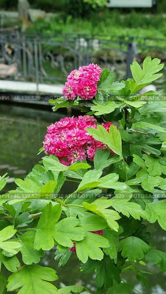 Ornamental hawthorn (Crataegus laevigata 'Paul's Scarlet'), distinguished by bright double flowers of a rich pink hue. The flowers are collected in lush inflorescences, giving the bush an elegant and attractive appearance. The leaves are dark green, slightly glossy and have a characteristic three-lobed shape.This variety of hawthorn is widely used in ornamental landscaping due to its abundant flowering and unpretentiousness. Most often, it can be found in city parks, gardens and alleys. In addition to its beauty, the plant is resistant to frost and polluted air, which makes it popular for landscape design. Стоковое фото, фотограф Анна Кривицкая / Фотобанк Лори