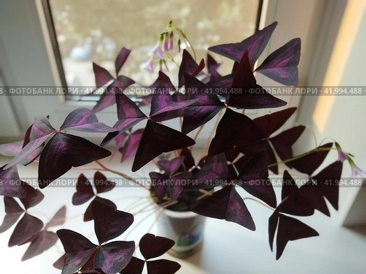 Ornate houseplants: a lush bouquet of triangular oxalis in soft evening light; photo sketch on the windowsill. Bicolor leaves and small pink flowers of purple wood sorrel looks great in any interior. Стоковое фото, фотограф Анатолий Власов / Фотобанк Лори
