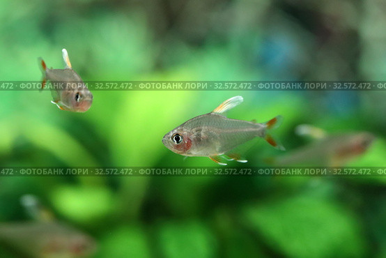 Орнатус белоплавничный (Hyphessobrycon sp."White fin tetra"). Стайка рыбок плавает в аквариуме. Стоковое фото, фотограф Григорий Писоцкий / Фотобанк Лори