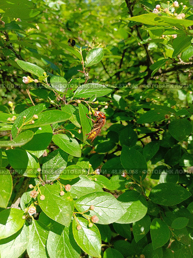 Оса-гигант.Шершень обыкновенный, оса шершневая.Vespa crabro. Стоковое фото, фотограф Елена Рассоха / Фотобанк Лори