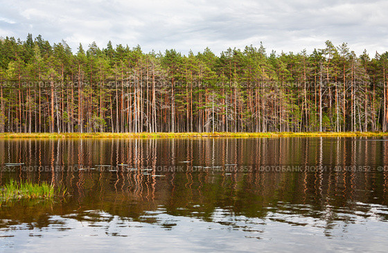 Осенний пейзаж с лесным озером (оз. Харалужное). Карельский перешеек. Autumn landscape with forest lake. Стоковое фото, фотограф Елена Арсентьева / Фотобанк Лори