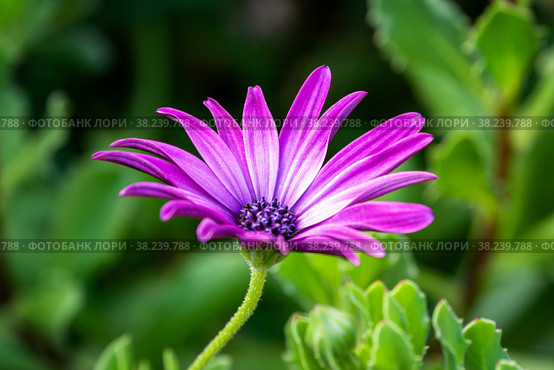 Osteospermum or African daisy. Стоковое фото, фотограф Юлия Бабкина / Фотобанк Лори