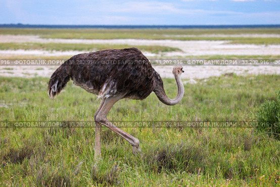 Ostrich. Стоковое фото, фотограф Art Konovalov / Фотобанк Лори
