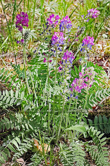Остролодочник колокольчатый  (Oxytropis campanulata) Стоковое фото, фотограф Евгений Мухортов / Фотобанк Лори