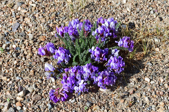 Остролодочник мелколистный Oxytropis microphylla в горах Тибета летом (2018 год). Стоковое фото, фотограф Овчинникова Ирина / Фотобанк Лори