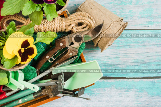 overhead view pansy plants peat pots gardening equipment desk. Стоковое фото, агентство Ingram Publishing / Фотобанк Лори