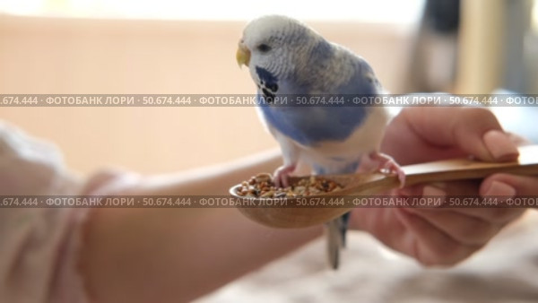 Owner woman feeding a budgie. Close-up. White blue budgerigar perching on the hand. Pet bird is eating grains pet food from human palm. Cozy Indoor Setting. Person is handfeeding a parrot in the room. Стоковое видео, видеограф Марина Демидюк / Фотобанк Лори