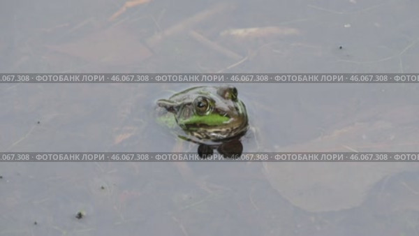 Озёрная лягушка Pelophylax ridibundus. Стоковое видео, видеограф Александр Мамонтов / Фотобанк Лори