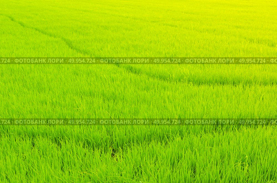 paddy field with ray of lights. Стоковое фото, агентство Ingram Publishing / Фотобанк Лори