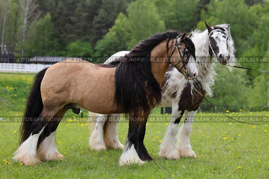 Pair of a Tinker horse portrait on summer fields background. Пара лошадей породы Тинкер на зеленом фоне летней природы. Стоковое фото, фотограф Михаил Кондрашов / Фотобанк Лори