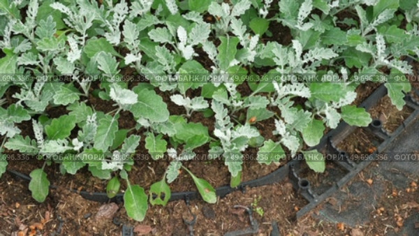 Pale Green Silver Leaves of Senecio Cineraria, Jacobaea Maritima, close-up background texture wallpaper. Hairy white carved leaves ornamental plant. Silverdust in the garden. Top view dusty miller. Стоковое видео, видеограф Марина Демидюк / Фотобанк Лори