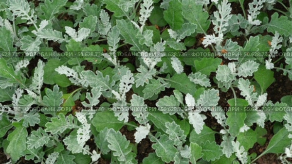 Pale Green Silver Leaves of Senecio Cineraria, Jacobaea Maritima, close-up background texture wallpaper. Hairy white carved leaves ornamental plant. Silverdust in the garden. Top view dusty miller. Стоковое видео, видеограф Марина Демидюк / Фотобанк Лори