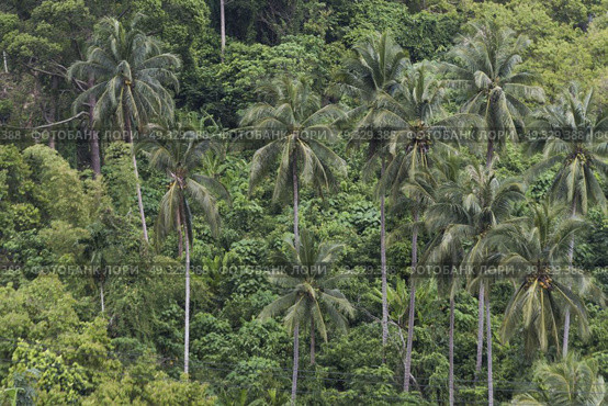 Palm trees in forest, Koh Samui, Surat Thani Province, Thailand. Стоковое фото, агентство Ingram Publishing / Фотобанк Лори