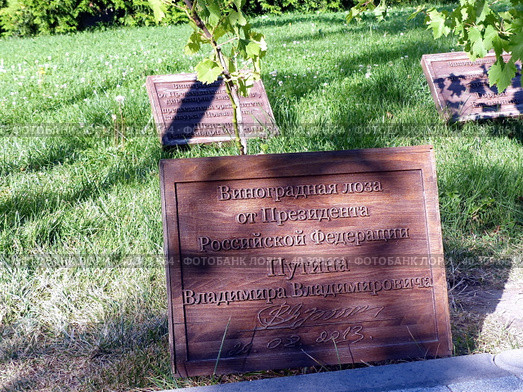 Памятная табличка вблизи виноградной лозы от президента Российской Федерации В.В.Пути на аллее из виноградной лозы, которую заложили известные люди страны. Абрау-Дюрсо, Россия, (2016 год) Редакционное фото, фотограф Сергей Елизарьев / Фотобанк Лори