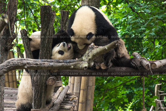 pandas live in a reserve in Chengdu. China. Стоковое фото, агентство Ingram Publishing / Фотобанк Лори