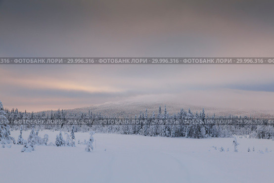 Panorama of winter snowy landscape with forest and mountain, Paanajärvi, Karelia, Russia. Стоковое фото, фотограф Кирилл Трифонов / Фотобанк Лори