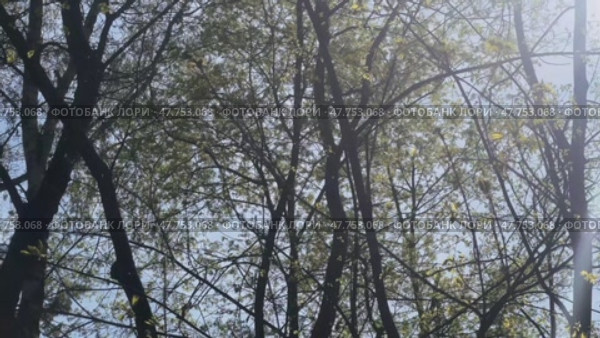 Панорама весенних ветвей с молодой листвой на фоне голубого неба. Стоковое видео, видеограф Ярославский Максим / Фотобанк Лори
