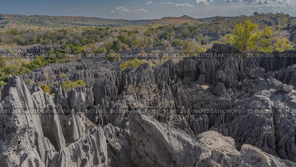 Panoramic mountain landscape. Incredible sheer karst cliffs with sharp peaks stretch to the horizon. Green vegetation in the valley. Blue sky, clouds. Madagascar. Tsingy De Bemaraha. Стоковое фото, фотограф Вера Ивановна Кубарева / Фотобанк Лори