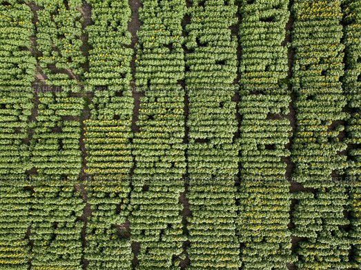 Panoramic view from a flying drone to plantation field with sunflowers at summer sunny day. Natural plant background. Top view. A view from above on an agricultural field, planted with a sunflower. Photo from dron in the summer at sunset. Стоковое фото, агентство Ingram Publishing / Фотобанк Лори